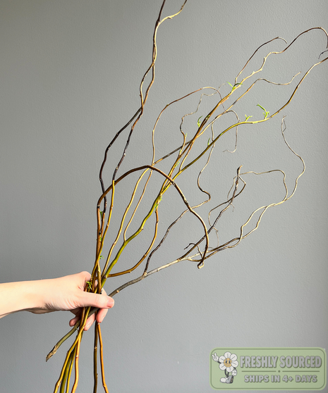 Curly Willow Tips ( 1 bunch/10 stems)