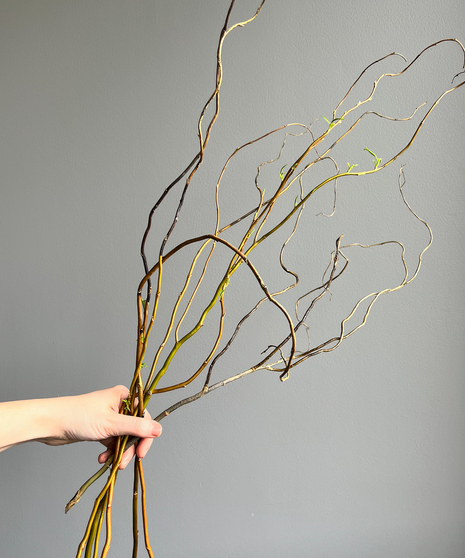 Curly Willow Branch Home Decor