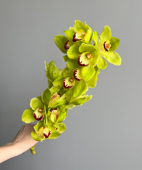green cymbidium orchid stem held in hand