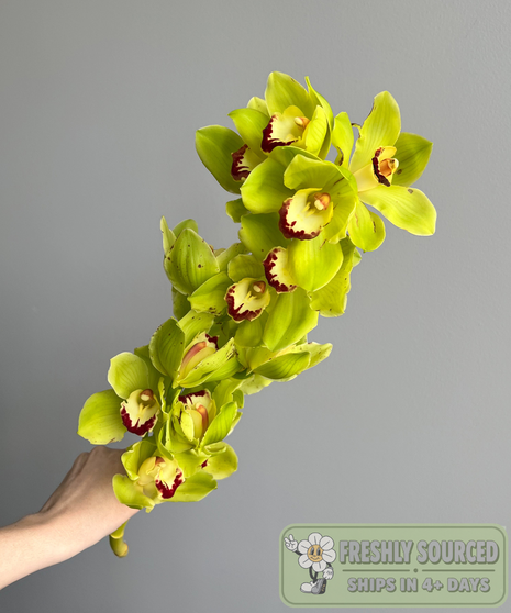 Cymbidium Orchid Stem (1 stem)