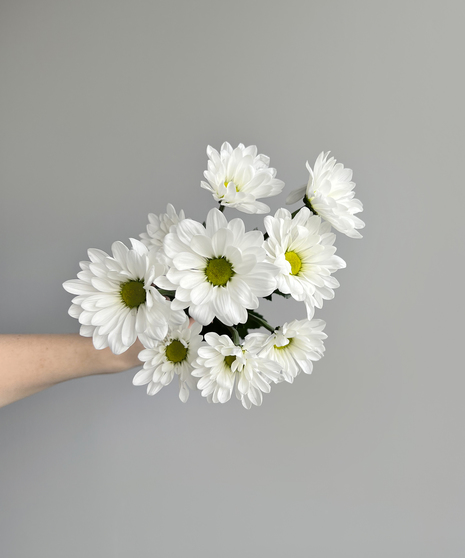 White Daisy Pom