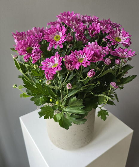 Get Well Flowers