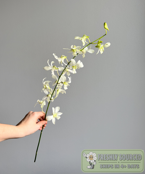 white dendrobium white flower held in hand on white background