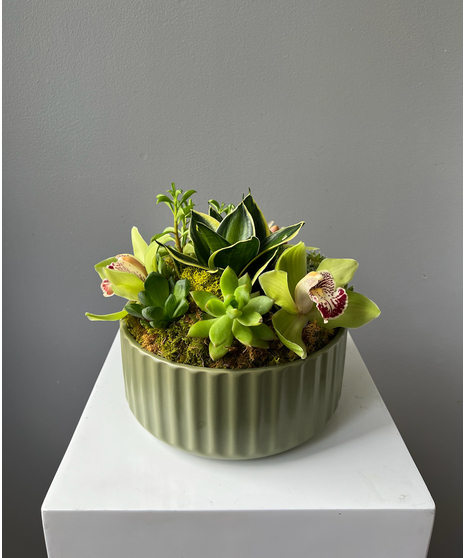 Plants