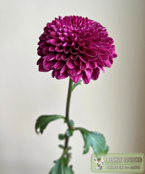 Disbud Mum Purple (1 bunch/5 stems)