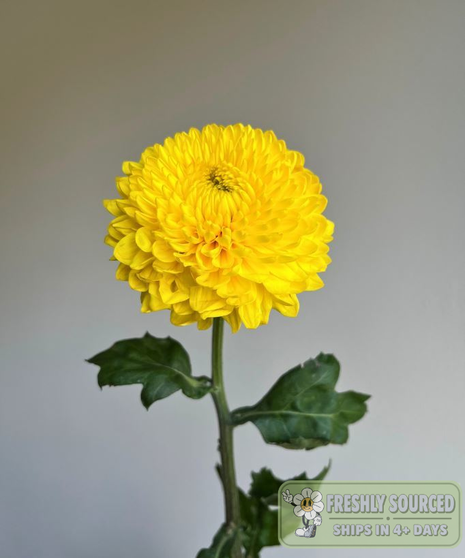 Disbud Mum Yellow (1 bunch/5 stems)