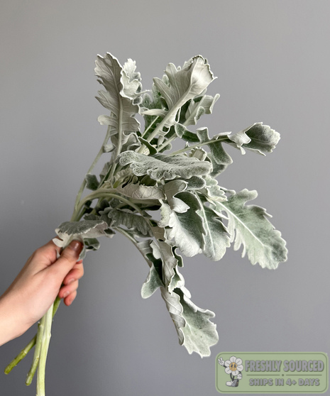 DUSTY MILLER ( 1 bunch/10 stems)