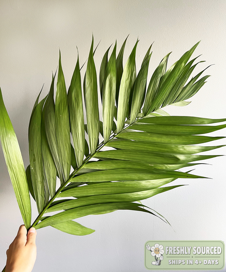 Emerald Palm (1 bunch/10 stems)