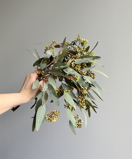 seeded eucalyptus held in hand on grey background