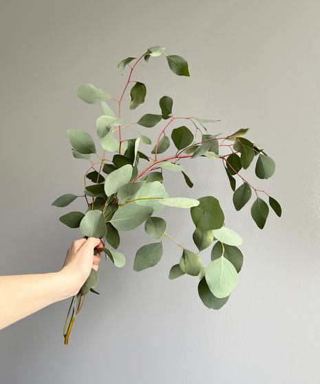 silver dollar eucalyptus held in hand on grey background