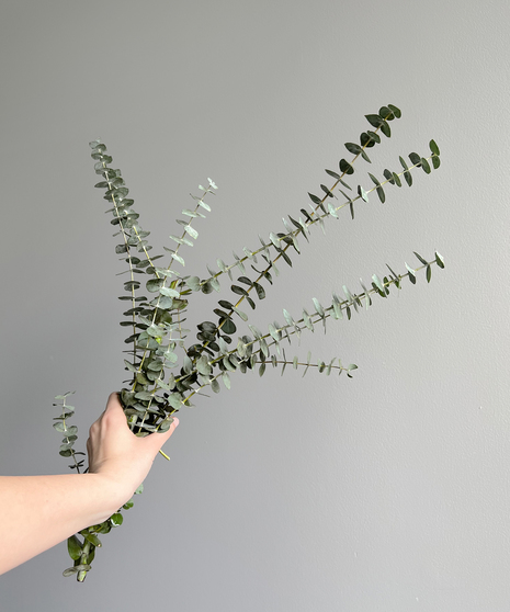 Baby Blue Eucalyptus