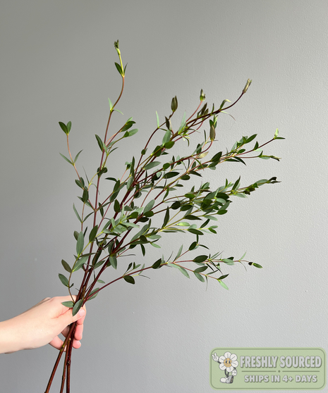 Eucalyptus Parvifolia ( 1 bunch/ 10 stems)