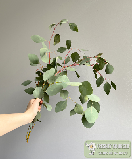 SILVER DOLLAR EUCALYPTUS ( 1 bunch/ 5-7 stems)
