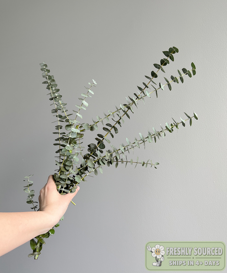 Eucalyptus Baby Blue ( 1 bunch/ 10 stems)