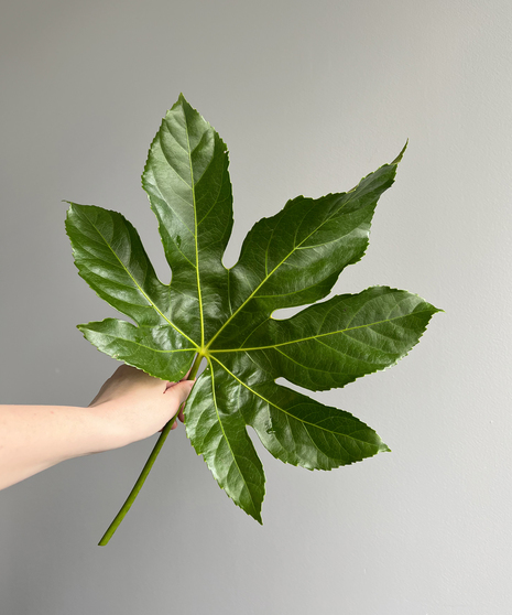 FATSIA JAPONICA