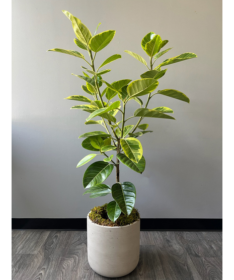 Ficus Altissima