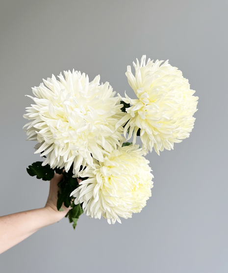 three large white mums held in hand with grey background