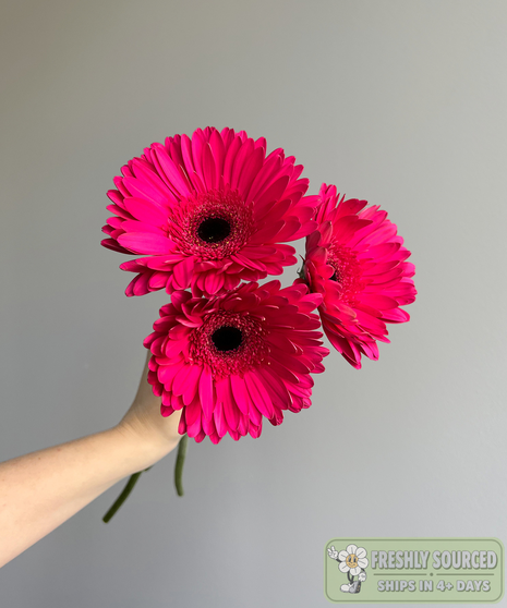 three daisies held in hand on grey background
