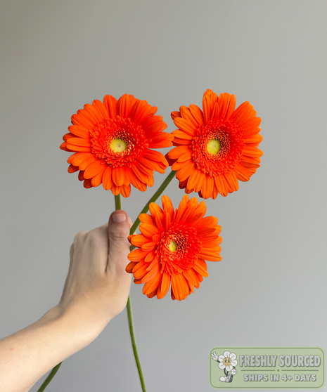 three daisies held in hand on grey background
