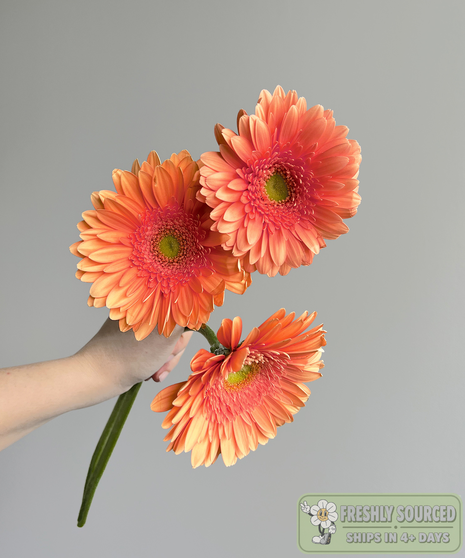 three daisies held in hand on grey background