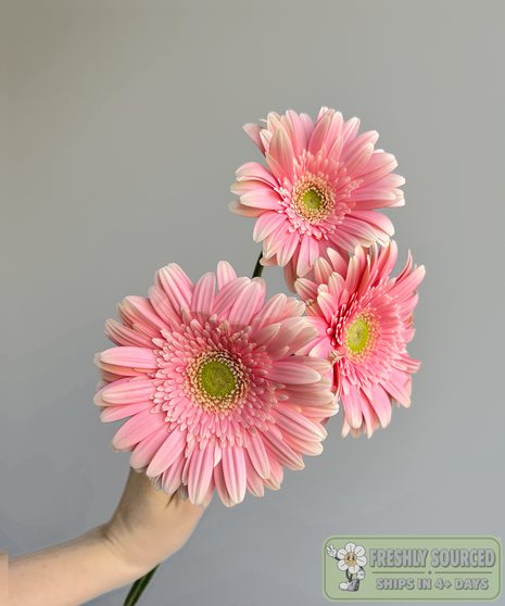 three daisies held in hand on grey background
