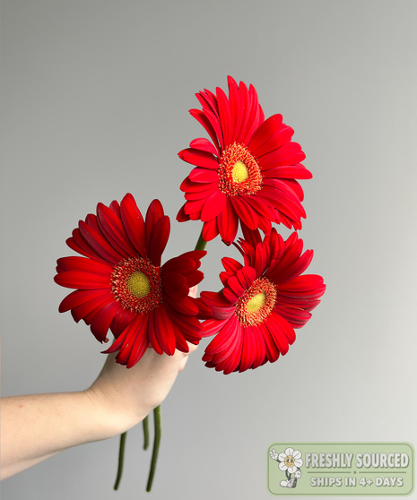 three daisies held in hand on grey background