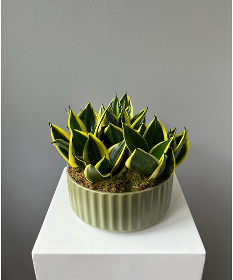 Plants