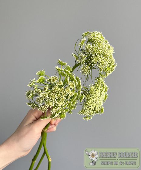 Queen Anne's Lace flowers in green mist coloring