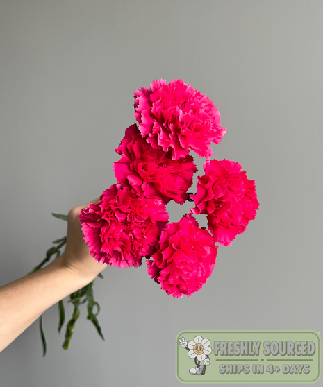 bunch of carnations held in hand on grey background