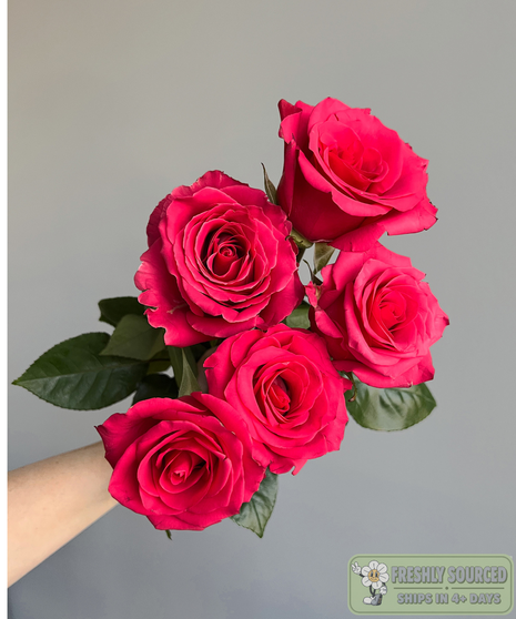 Rose Hot Pink ( 1 bunch/ 25 stems)