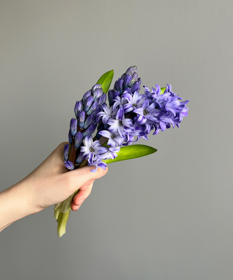 HYACINTH