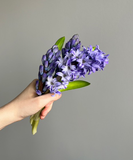 lisianthus flowers in purple, held by hand on grey background