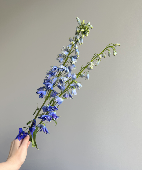 HYBRID DELPHINIUM