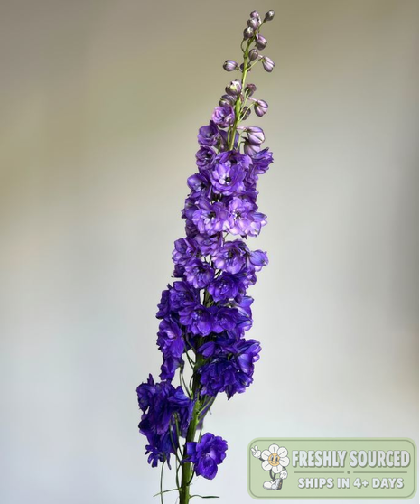 purple hybrid delphinium held in hand on grey background