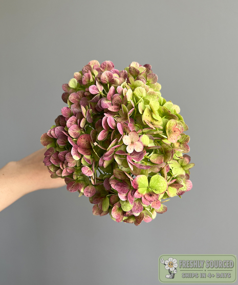 Hydrangea Antique ( 1 bunch/ 10 stems)
