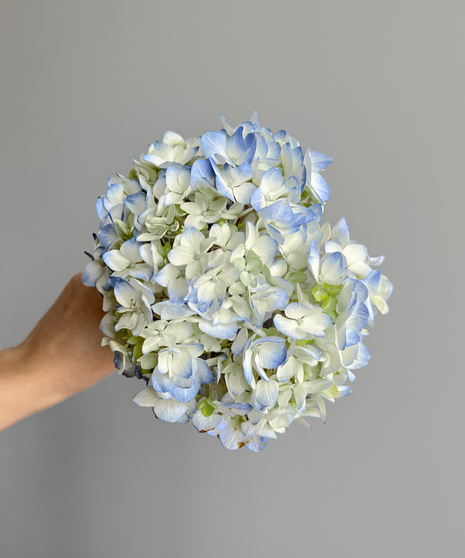 blue hydrangeas 