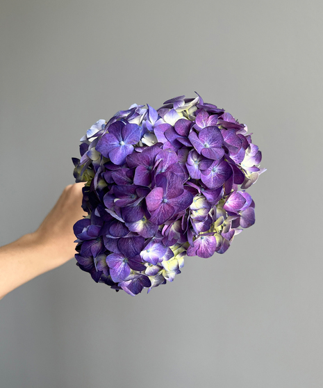 purple hydrangeas