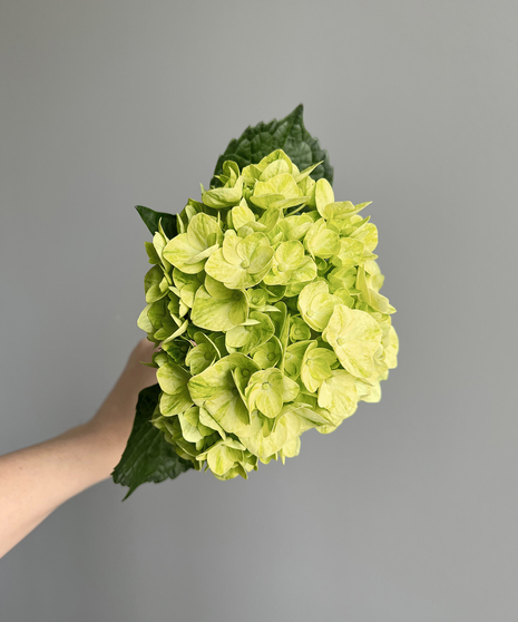 light green hydrangeas on grey background