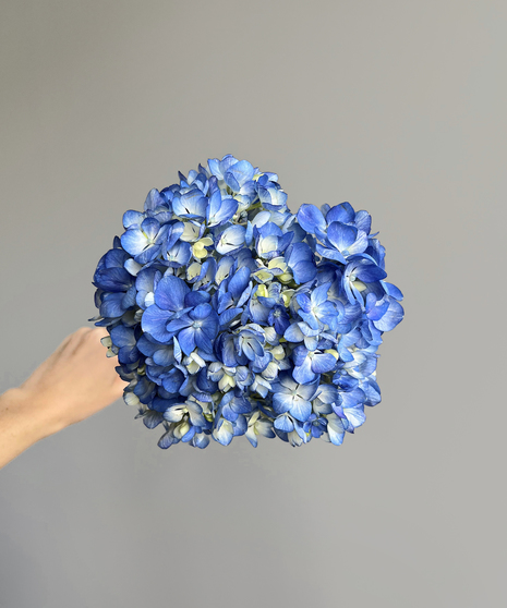 Hydrangea Shocking Blue