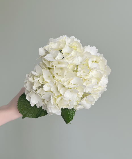 Hydrangea White