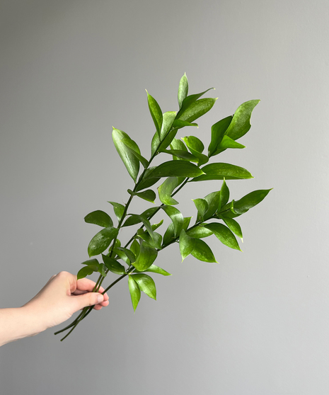 ISRAELI RUSCUS