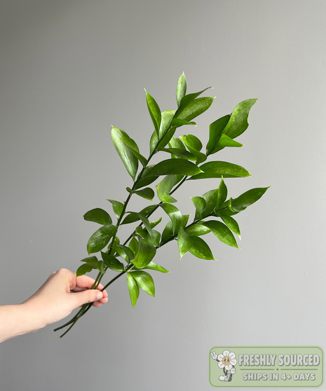 ISRAELI RUSCUS (1 bunch/ 10 stems)