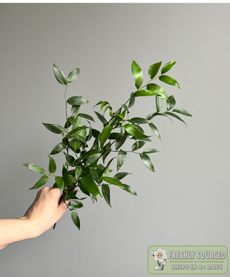 Italian Ruscus ( 1 bunch/ 5 stems)