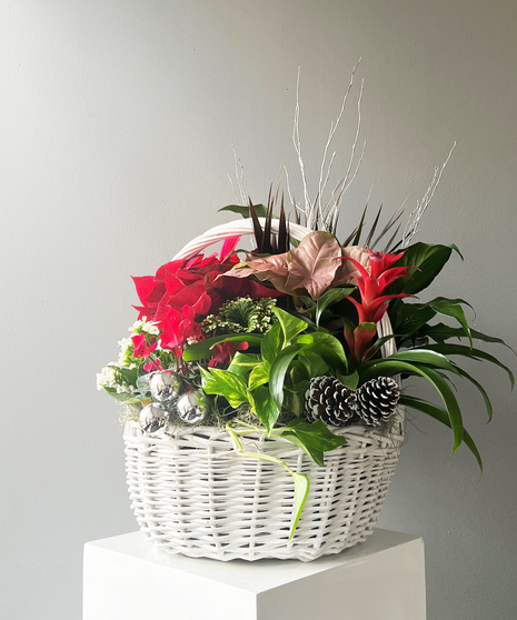 Holiday Blooming Basket - Large