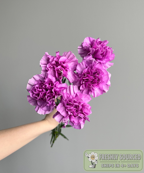 CARNATIONS Lavender (1 bunch/25 stems)