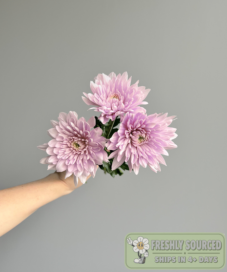 Mum Lavender (1 bunch/10 stems)