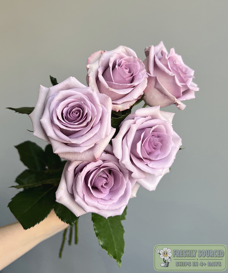 lavender roses held in hand on grey background