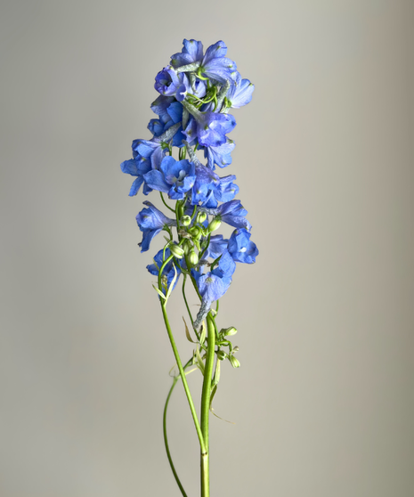 DELPHINIUM Light Blue ( 1 bunch/10 stems)
