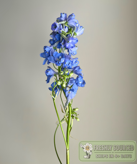 light blue delphinium held in hand