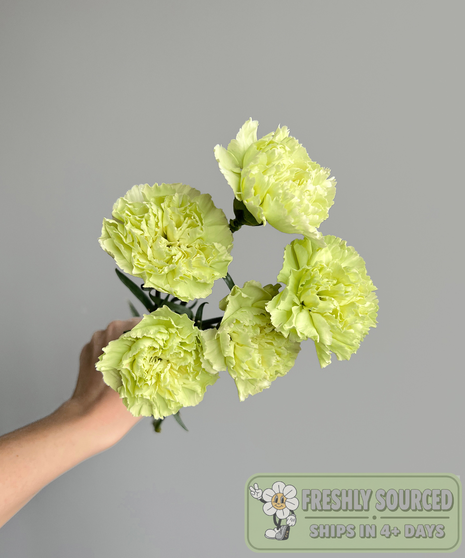 bunch of carnations held in hand on grey background